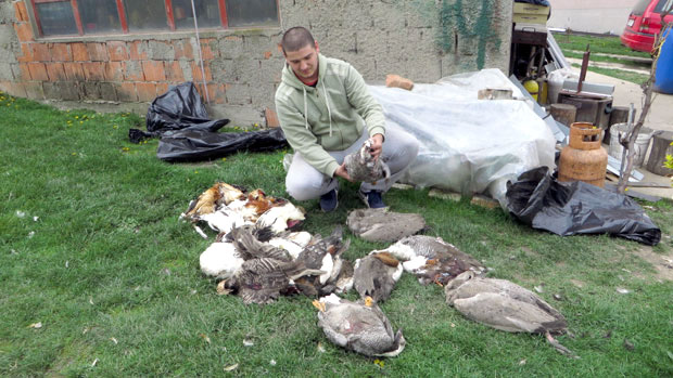 Пси луталице поклали птице